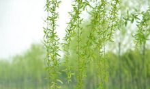 明媚的角落_750字