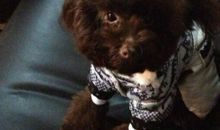 我心爱的玩具——贪吃狗_750字