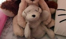 我的玩具小狗_250字