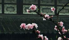 窗前的杨柳_750字