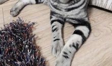 测你是哪个品种的喵星人