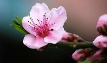 测你是否有张魅力桃花脸