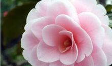 关于花的作文：茶花心怀_700字