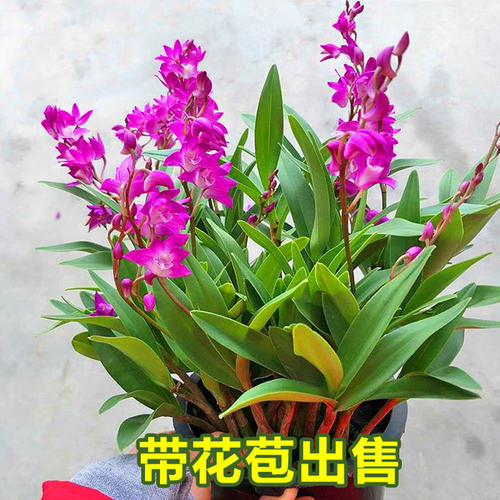 花上的组成：香水兰花_600字