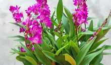 关于花的作文：香水兰花_600字