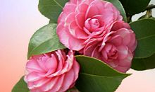 关于花的作文：中华最美的花_400字