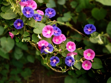 用鲜花的组成：花盛宴_600字