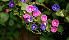 关于花的作文：花的盛宴_600字