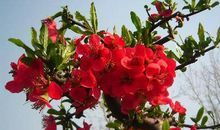 关于花的作文：海棠花_600字