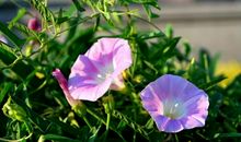 关于花的作文：我家的对对红 _350字