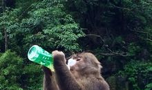 峨嵋山的猴_650字