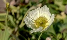 广告泛滥迷人眼_900字