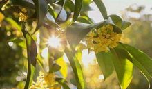 关于花的作文：又是丹桂香满天_800字