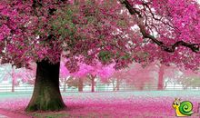 关于花的作文：花—憔悴_1200字