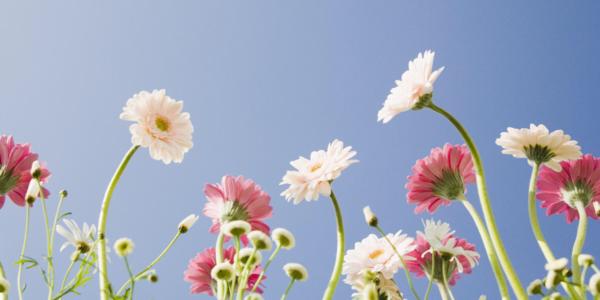 花上的组成：听花的声音_1000字