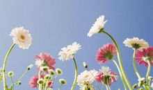 关于花的作文：听听花开的声音_1000字