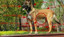 毛毛狗生长记（1）_300字