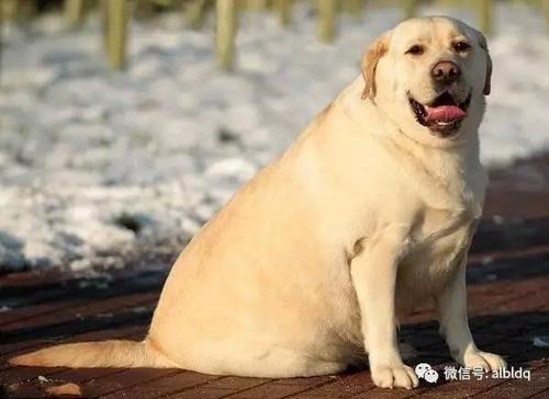 有一种完美的称为家_450字