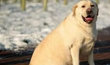 有一种完美叫做家_450字