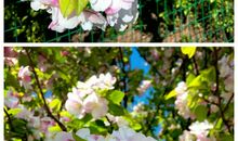 关于“春风、春雨、春水、春花”的诗句集锦_250字