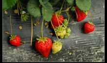 摘草莓小记_600字