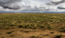 初二诗歌：天苍苍 野茫茫_350字