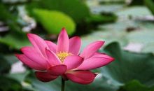 第十品庄严净土分