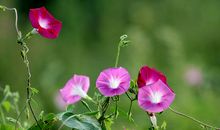 一棵牵牛花_100字