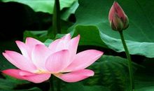 吹去一池荷_600字