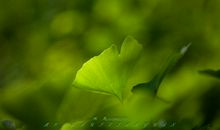 落叶在初夏_800字