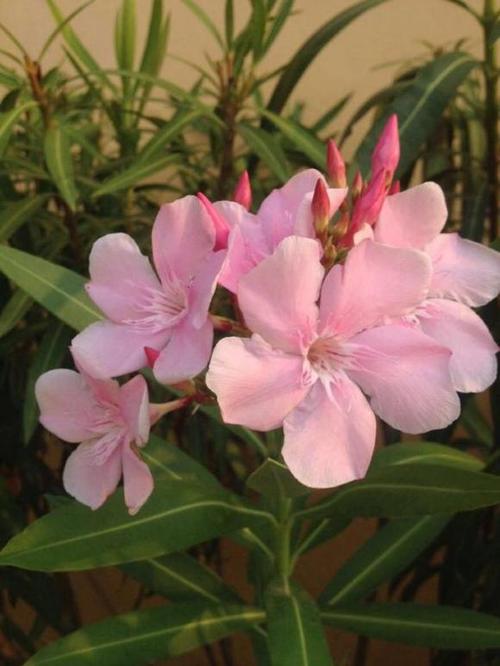 3月，那些花，那些人_800字