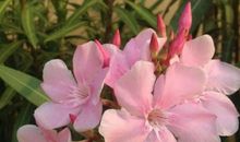 三月，那些花，那些人_800字