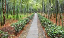 外婆家看植物_250字