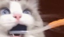 我帮小猫刷牙_450字