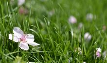 [寻找春天]寻找春天_700字