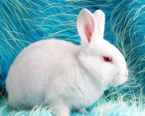 我最喜欢的动物性能_550字