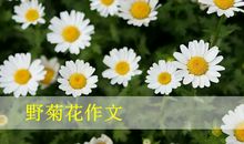 菊花_600字