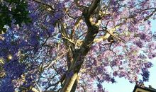 芙蓉倾国又倾心_750字