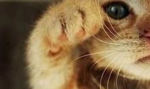 可爱的小猫_650字