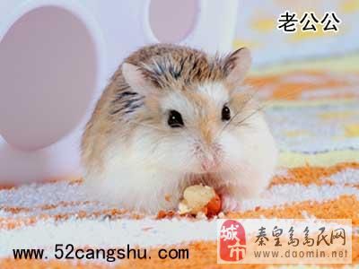 小仓鼠很可爱。我被送到嘴上有两个前爪，咬一点点一点点，然后用两个前爪擦拭我的嘴。