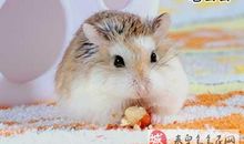 仓鼠仓鼠，耶_250字