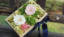 高三状物作文：遇见韦陀花_1000字