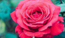 追求残缺人生，甩开那种叫做完美的可笑东西吧_700字