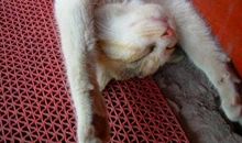 高三状物作文：懒猫_900字