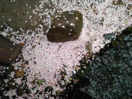 雨樱花_600字