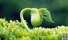 生命，自然_300字