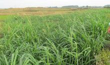 我已经习惯……_450字