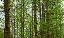 我最喜欢挺拔的松树_800字