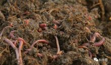 给蚯蚓颁奖_650字