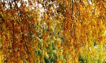 [寻找春天]河畔春景_650字